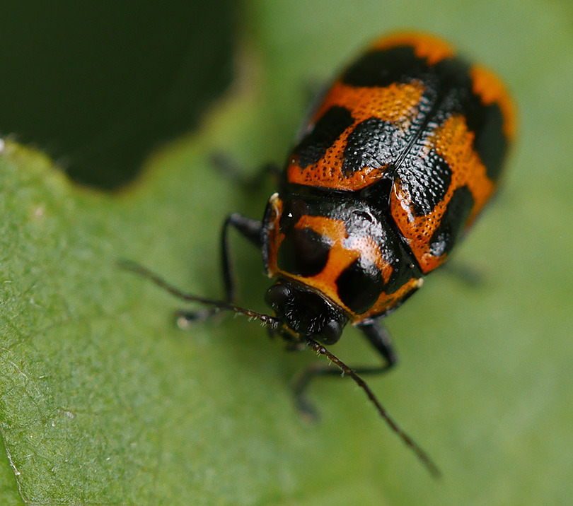 Cryptocephalus sexpunctatus