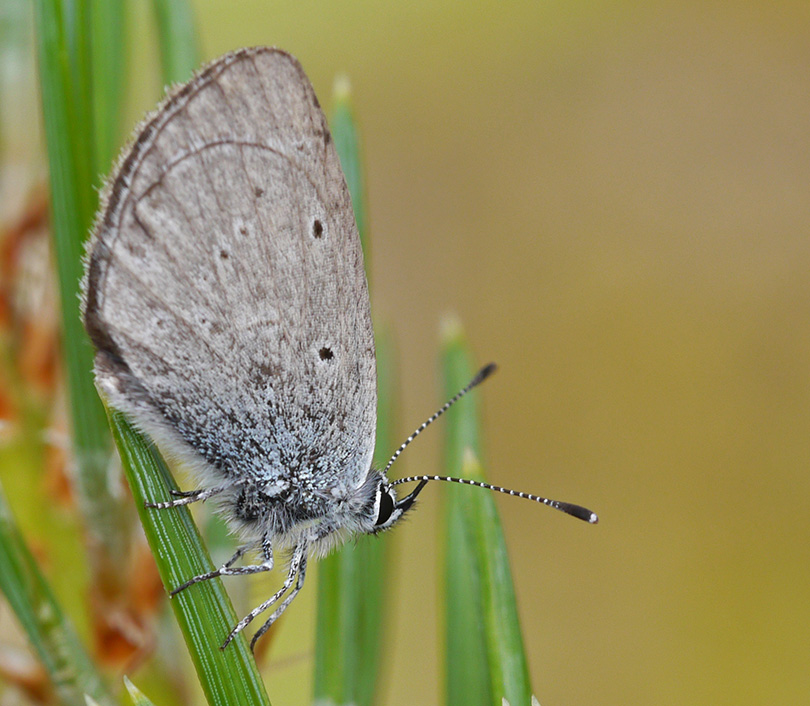 Cupido minimus