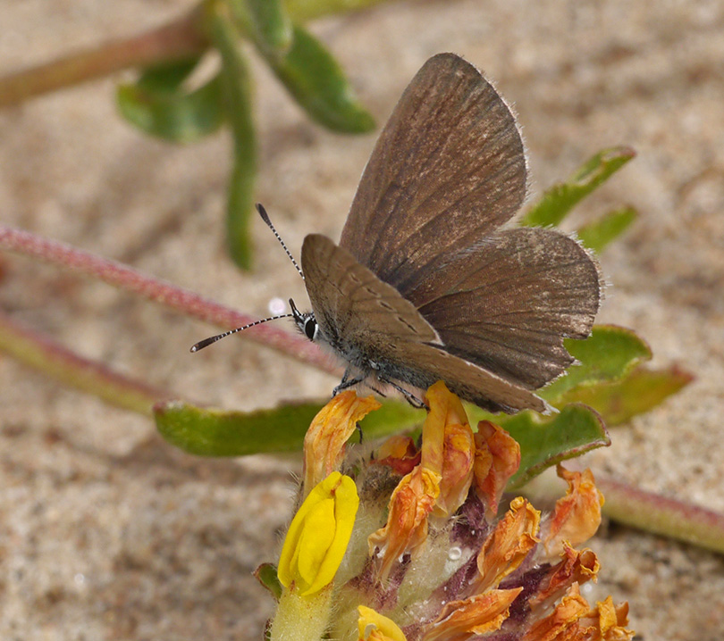 Cupido minimus