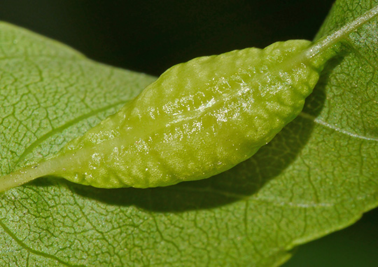 Dasineura fraxini