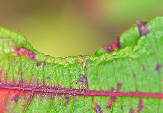 Dasineura kiefferiana