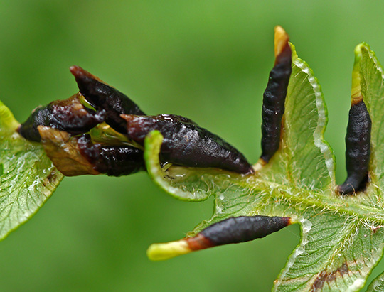 Dasineura pteridis
