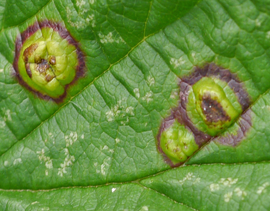 Dasineura pustulans