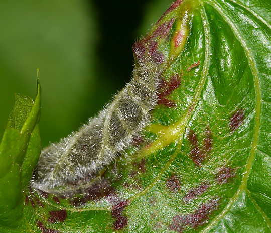 Dasineura tiliae