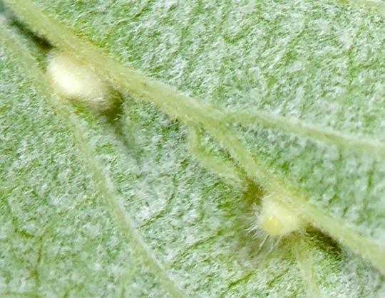 Dasineura ulmaria