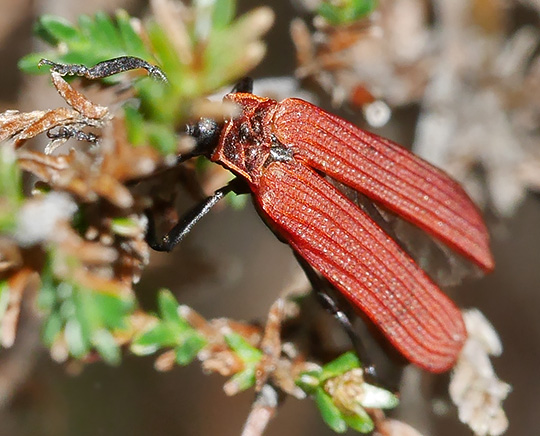 Dictyoptera aurora