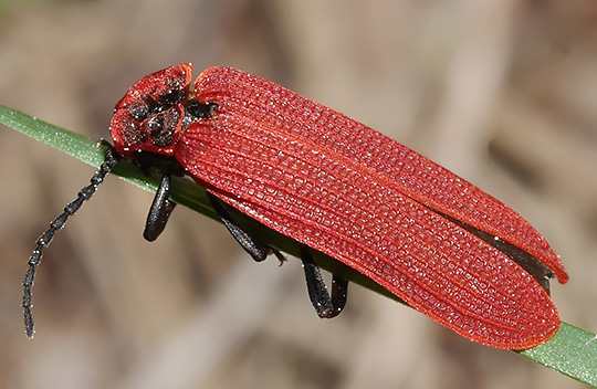 Dictyoptera aurora