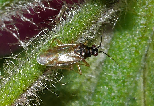 Dicyphus globulifer
