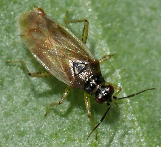 Dicyphus globulifer