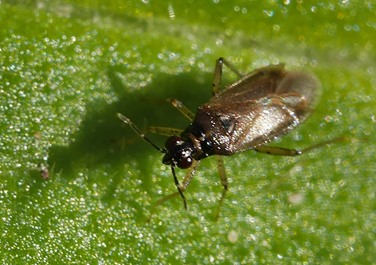 Dicyphus globulifer