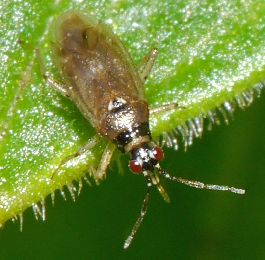 Dicyphus globulifer
