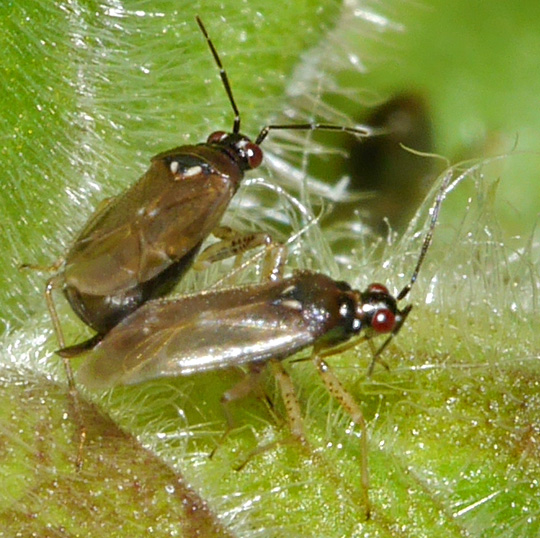 Dicyphus globulifer