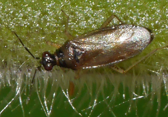 Dicyphus globulifer