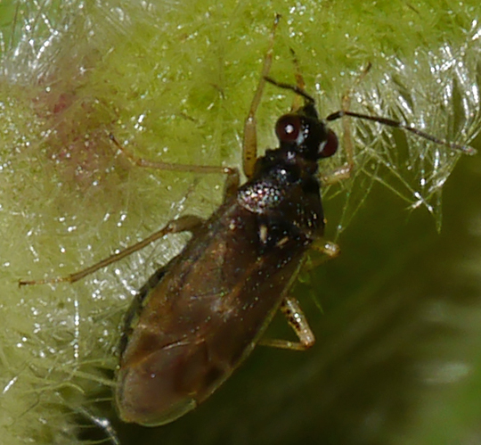 Dicyphus globulifer