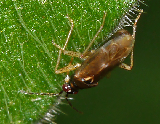 Dicyphus globulifer