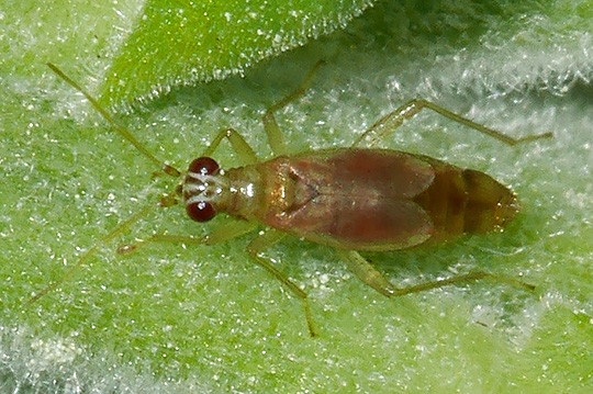Dicyphus pallicornis