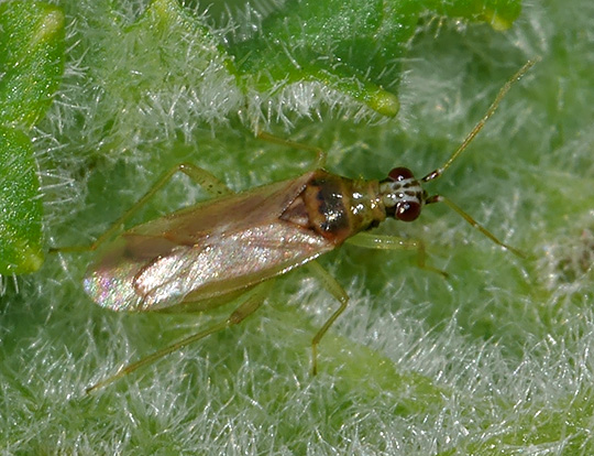 Dicyphus pallicornis