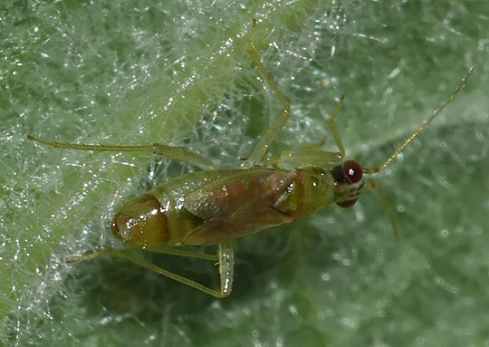 Dicyphus pallicornis