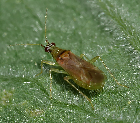 Dicyphus pallicornis