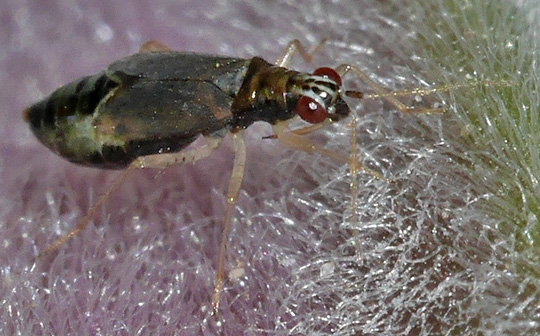 Dicyphus pallicornis