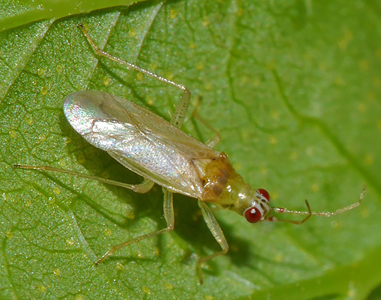 Dicyphus pallicornis