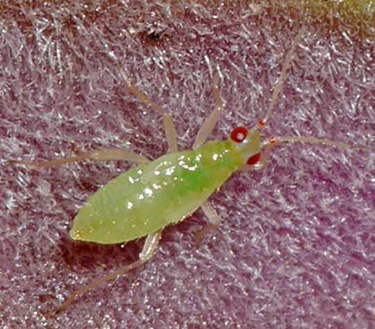Dicyphus pallicornis