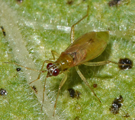 Dicyphus pallicornis