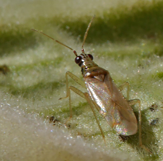 Dicyphus pallicornis