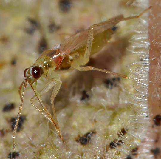 Dicyphus pallicornis
