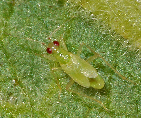 Dicyphus pallicornis
