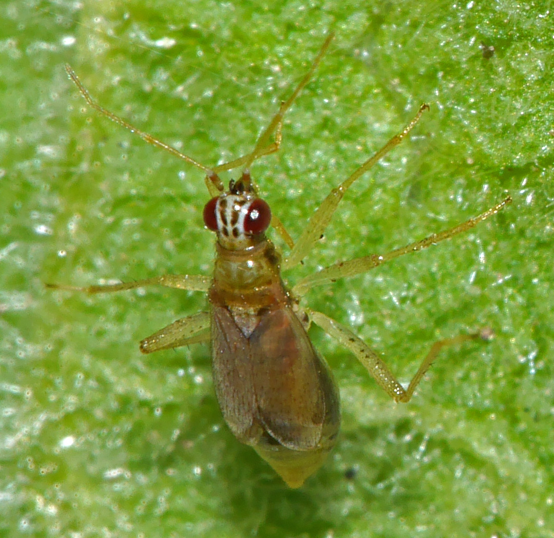 Dicyphus pallicornis