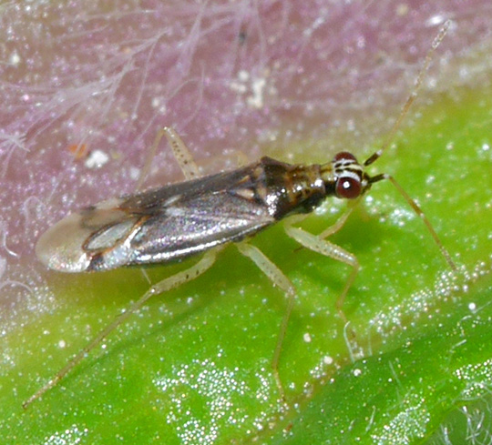 Dicyphus pallicornis