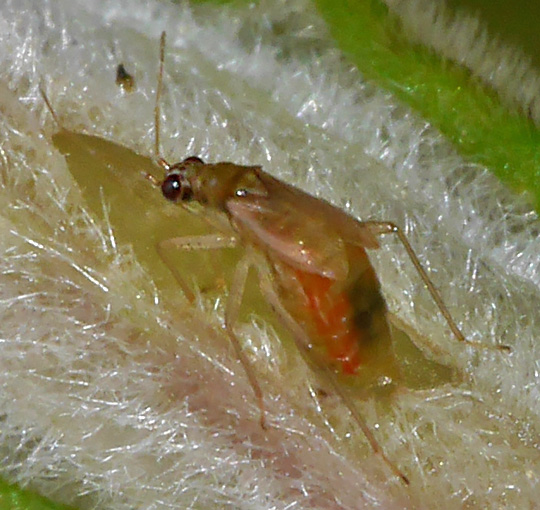 Dicyphus pallicornis