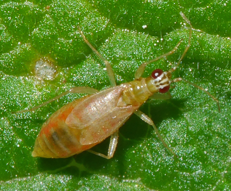 Dicyphus pallicornis