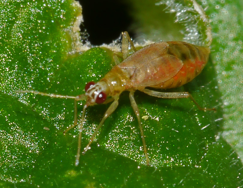 Dicyphus pallicornis