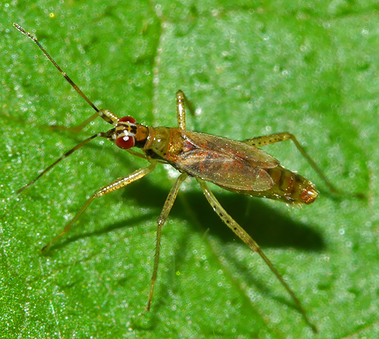 Dicyphus stachydis