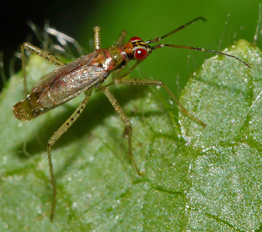 Dicyphus stachydis