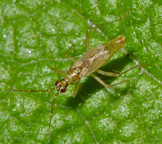 Dicyphus stachydis