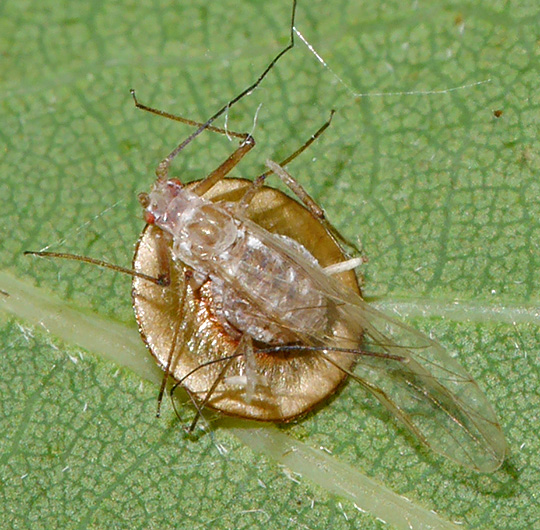 Drepanosiphum platanoidis