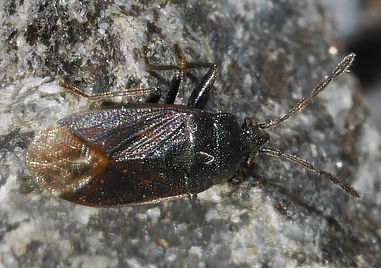 Drymus ryei