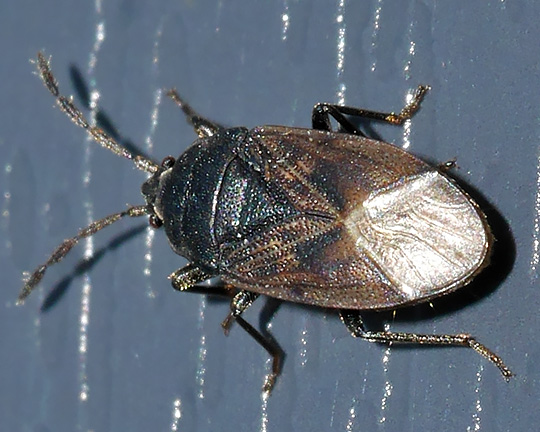 Drymus sylvaticus