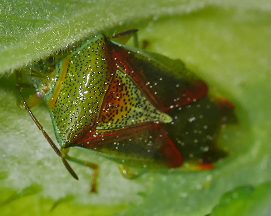 Elasmostethus interstinctus