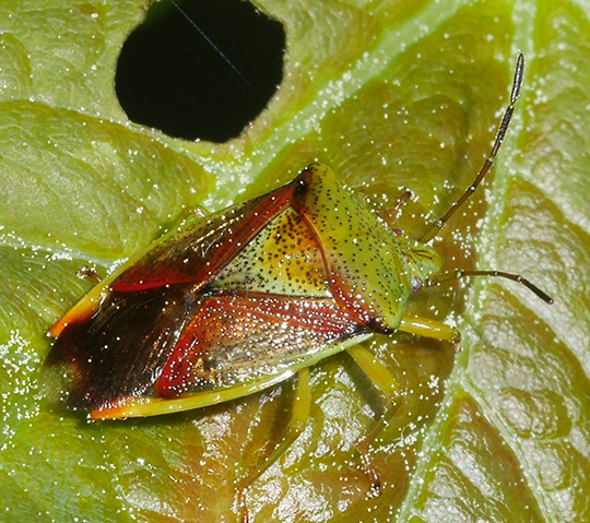 Elasmostethus interstinctus