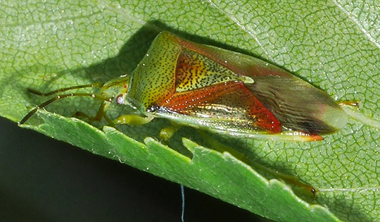 Elasmostethus interstinctus