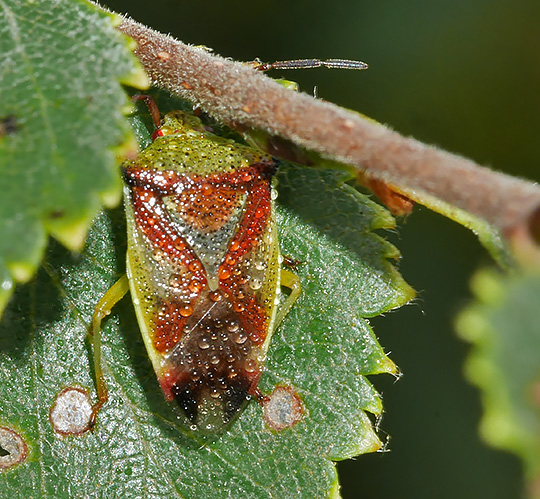 Elasmostethus interstinctus