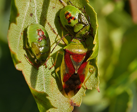 Elasmostethus interstinctus