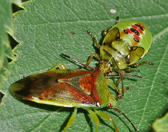 Elasmostethus interstinctus