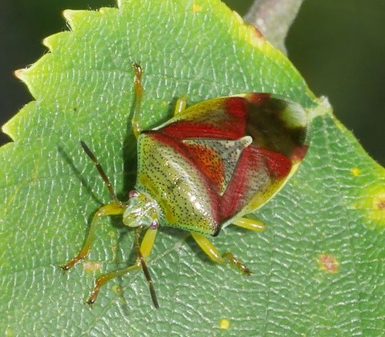 Elasmostethus interstinctus