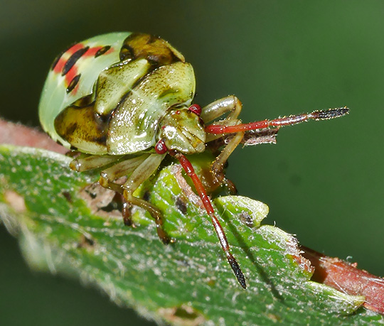 Elasmostethus interstinctus