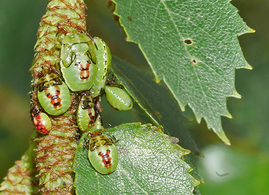 Elasmostethus interstinctus